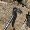Canne Épée Tête de Cobra – Lame 30 cm – 98 cm – Doré ou Argent Antique